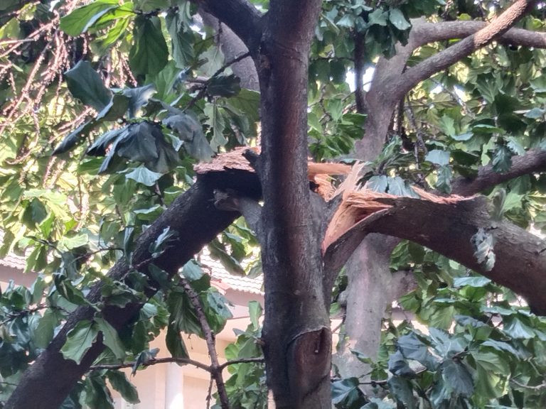 Banyak Pohon Tumbang Tim Lakukan Cek Pohon
