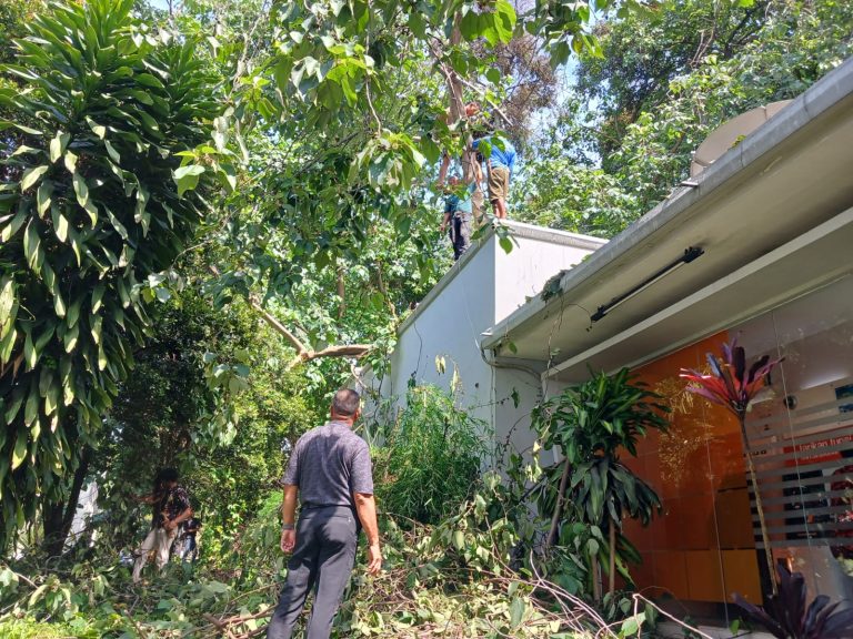 Penebangan Pohon di UPI oleh Tim Kebersihan Biro Sarana dan Prasarana