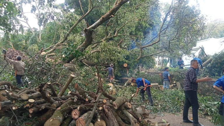Pohon Tumbang Akibat Cuaca Ekstrem, Tim Biro Aset dan lingkungan dan di Bantu Cleaning Service UPI Lakukan Penanganan Cepat.