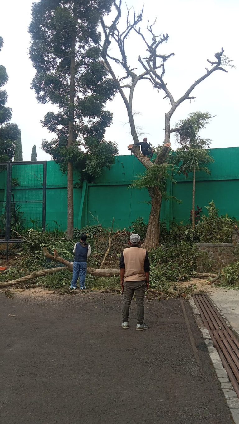 Antisipasi Pohon Tumbang, Biro Aset dan Lingkungan Lakukan Pemotongan Pohon Kering di Area Kampus